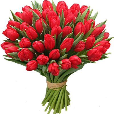 Red Tulips