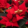 Christmas Poinsettia Basket